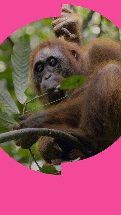 An orangutan eats leaves in a tree
