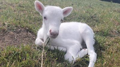 White baby reindeer