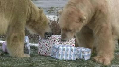 Polar bears with birthday presents