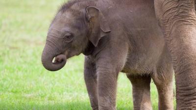 The month-old calf's mother was once fed a banana by Queen Elizabeth II, the zoo's patron.