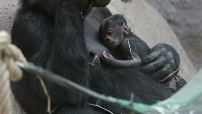 gorilla mum with baby