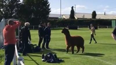 Alpaca on pitch