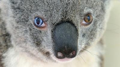 Bowie the koala