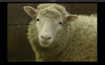 Dolly the sheep