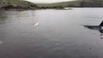 Orca chases seal