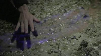 Glow in the dark algae