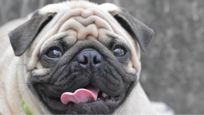 Pug with its tongue out