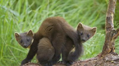 Pine martens