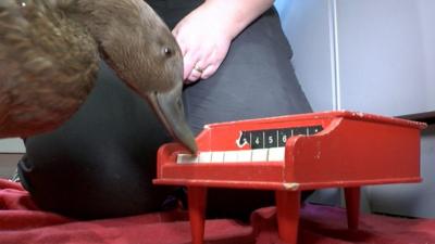 Echo the duck playing her red toy piano