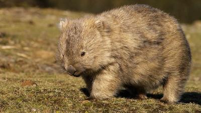 wombat