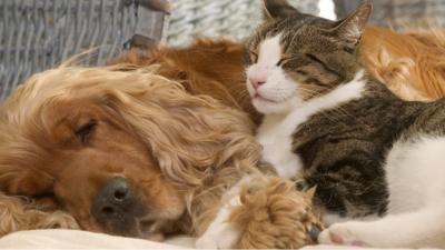 A dog cuddling a cat.