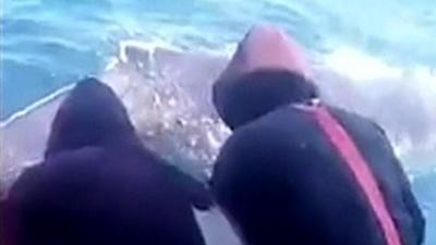 Fishermen rescue whale