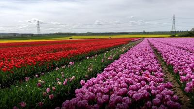 Tulips in west Norfolk