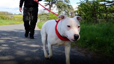 Video about a deaf dog