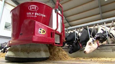 Robot milker in cowshed with cows