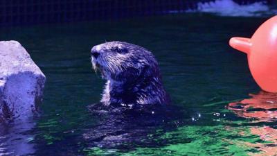 The sea otters arrived in the UK on a private jet