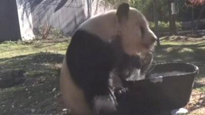 Giant panda taking a bath