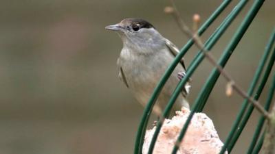 Blackcap on garden feeder (c) Mark R Taylor