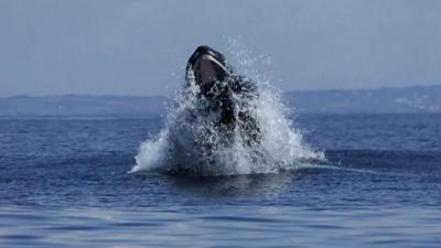 Humpback whale