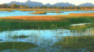 Walker Swamp