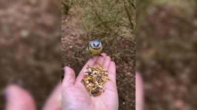 Blue tit