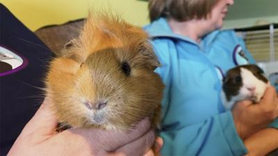 Guinea pigs