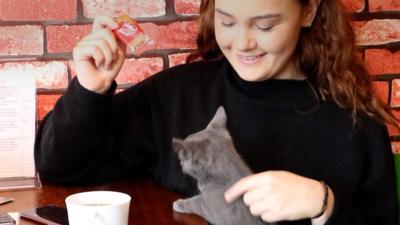 A cat cafe has opened in Stroud, Gloucestershire