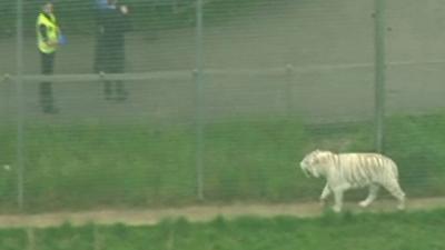 tiger at Hamerton Zoo