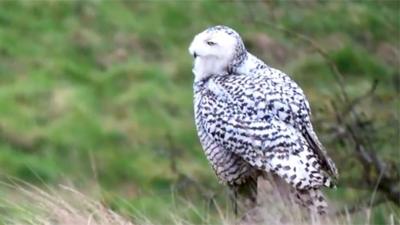 Arctic snowy owl