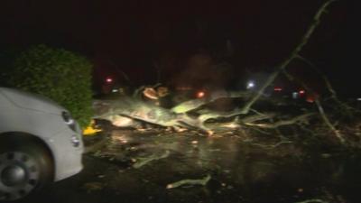 Fallen tree blocks road