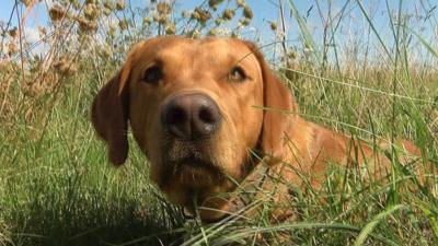 A dog in a meadow.