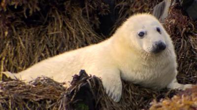 Grey seal