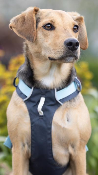 A dog