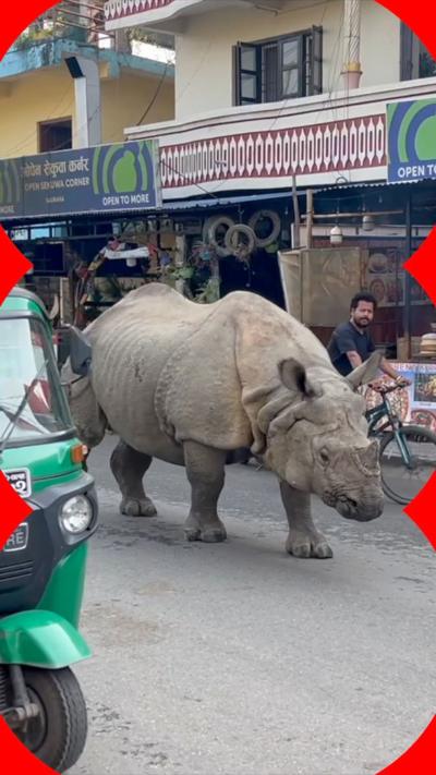 A rhino walking down the street
