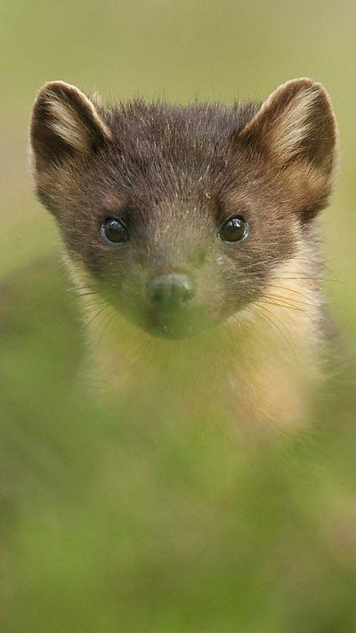 A brown and cream pine marten looking directly at the camera within a field