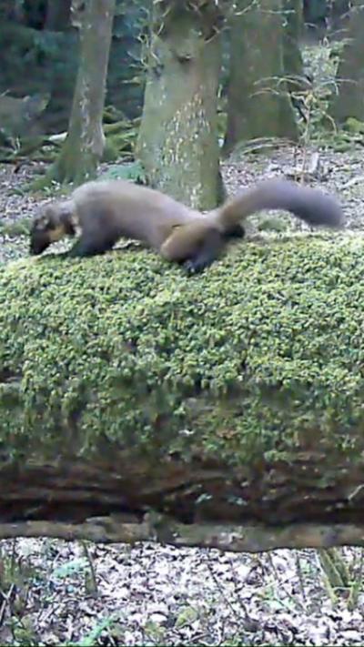 A brown pine marten with some white and yellow markings moves across the mossy trunk of a fallen tree in woods on Exmoor. There are more trees standing in the background. There are dry leaves on the ground.