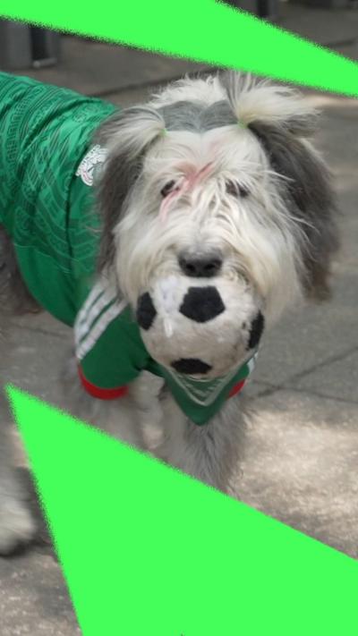 An Old English Sheepdog wearing a Mexico shirt holds a football in his mouth