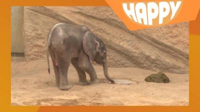 An elephant looking at poo
