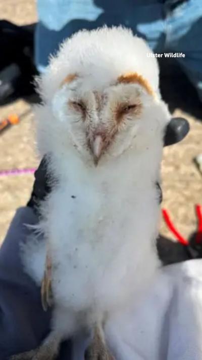 A snowy white barn owl chick 