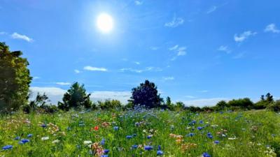 The sun is a white ball in a bright blue sky over a field of wild flowers