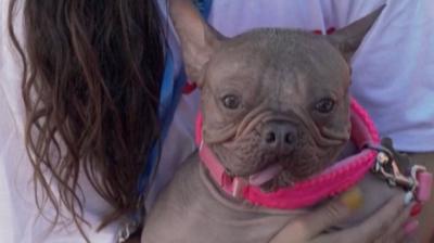 Petunia, the world's ugliest dog