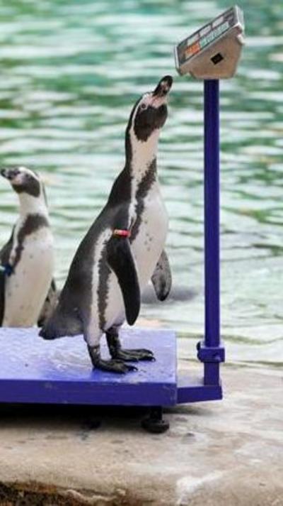 Penguin on a weighing scale