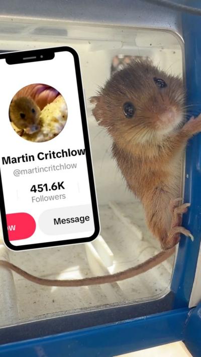 A harvest mouse clinging to the side of a blue plastic cage, pictured next to a phone which shows the large following they have on TikTok (451.6k).