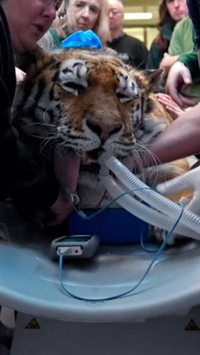 Tiger in CT scanner at Banham Zoo surrounded by medical team