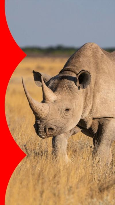 Black rhinoceros in yellow grassland in Etosha National Park