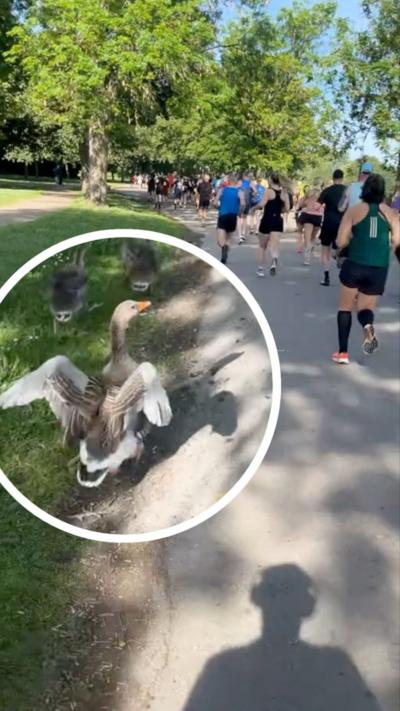 A group of runners moves along while a flock of geese runs closely behind and alongside them with more geese clustered along the edge of the grass. Picture copyright George Waterson