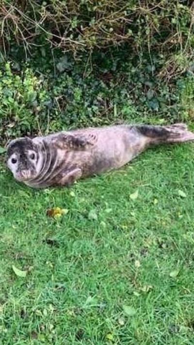 A seal lying on its side in a garden. The grass is green. There is a bush behind it. 