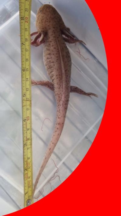 An axolotl, reddish in colour, next to a tape measure that shows it is around 8.5 inches long.
