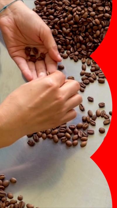 Coffee beans being sorted by hand