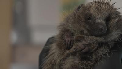 Hedgehog being held.